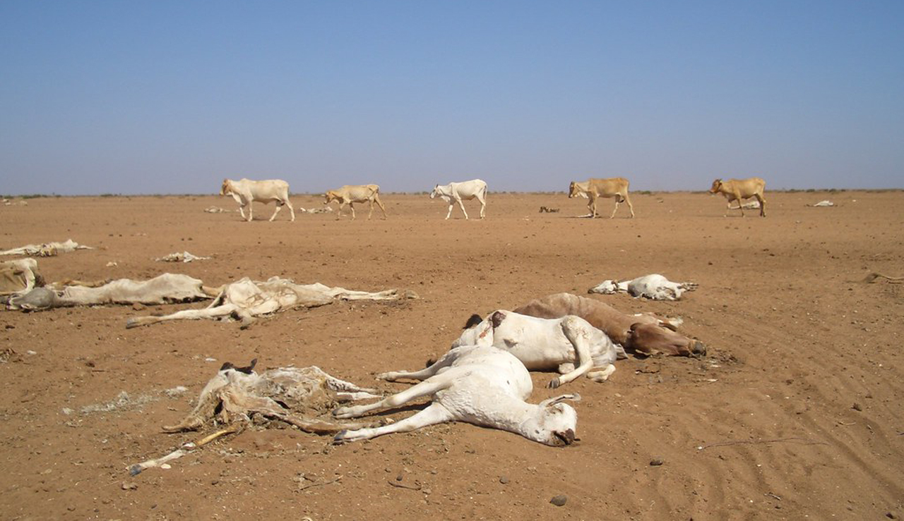 "Kenya: drought leaves dead and dying animals in northern Kenya" by Oxfam International is licensed under CC BY-NC-ND 2.0.